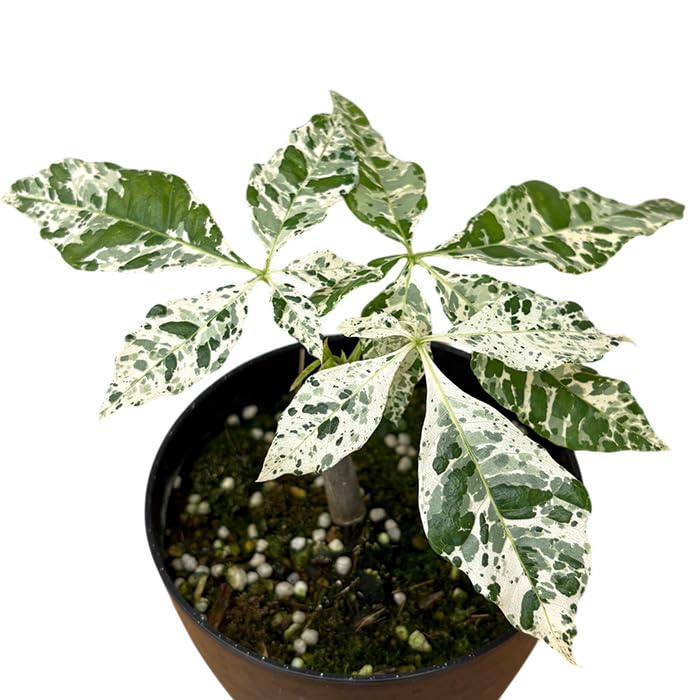 Amazon｜観葉植物 斑入り パキラ ミルキーウェイ 実生 4号鉢 希少